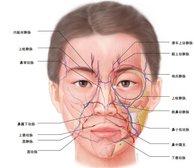 smas深面的血管,主要是面动脉,上颌动脉,颞浅动脉,面静脉和下颌后