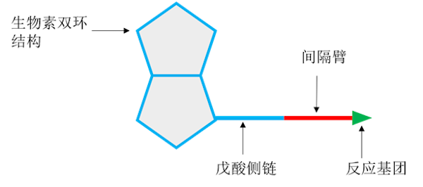 生物素衍生物结构基本上由生物素双环结构,戊酸侧链,间隔臂,以及反应