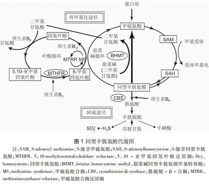 合成:hcy为蛋氨酸的代谢产物,是叶酸循环中的关键中间物质;人体不能