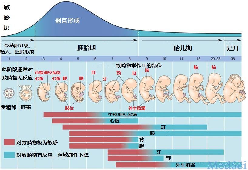 人体胚胎发育过程,胎儿器官发育各阶段对致畸物的敏感度变化
