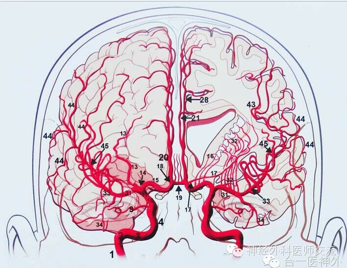 漂亮完美的大脑的动脉血管