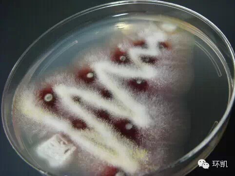 fischeri)帽子:马尔尼菲青霉菌(penicillium marneffei)ho,ho,ho:黄曲