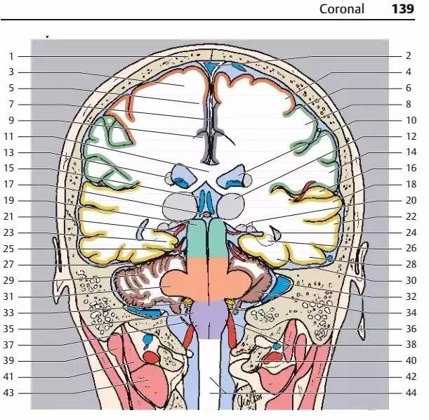 超全神经系统解剖图