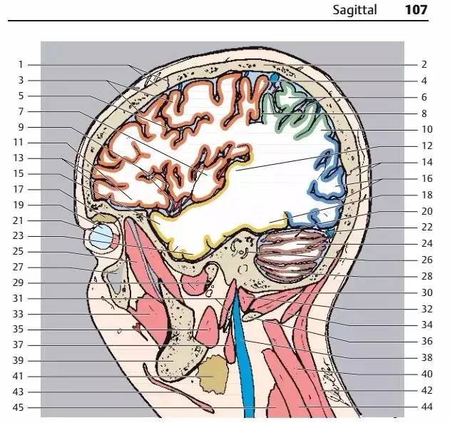 超全神经系统解剖图-medsci.cn