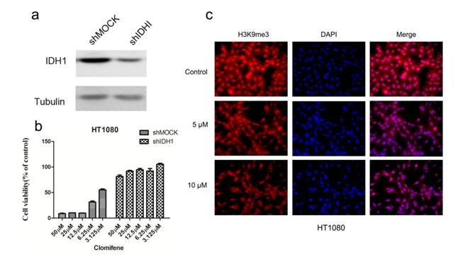 oncotarget"多子丸"克罗米芬靶向突变idh1抗癌