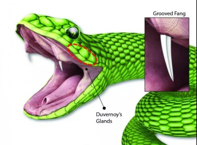 毒蛇后槽牙中的duvernoy腺体牙分泌毒液