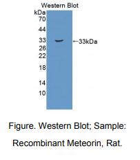 大鼠镍纹蛋白(METRN)多克隆抗体