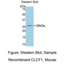 小鼠心营养素样细胞因子1(CLCF1)多克隆抗体