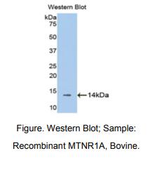 https://msimg.bioon.com/bionline/goods-no-pic.png