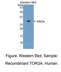 人耐扭蛋白3A(TOR3A)多克隆抗体