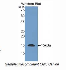 犬表皮生长因子(EGF)多克隆抗体