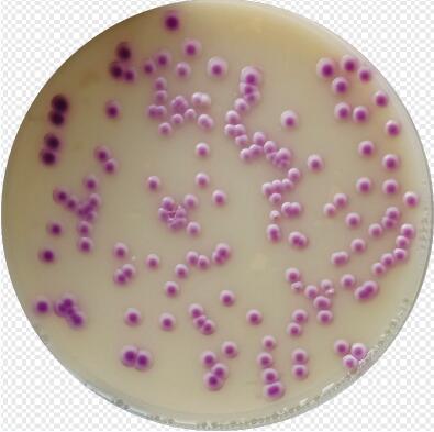 HiMedia&#160;梭菌显色基础培养基