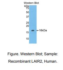 人白细胞关联免疫球蛋白样受体2(LAIR2)多克隆抗体