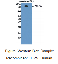 人法尼基二磷酸合酶(FDPS)多克隆抗体