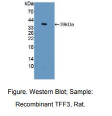 大鼠三叶因子3(TFF3)多克隆抗体