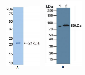 大鼠衰老关键蛋白1(FBLN1)多克隆抗体