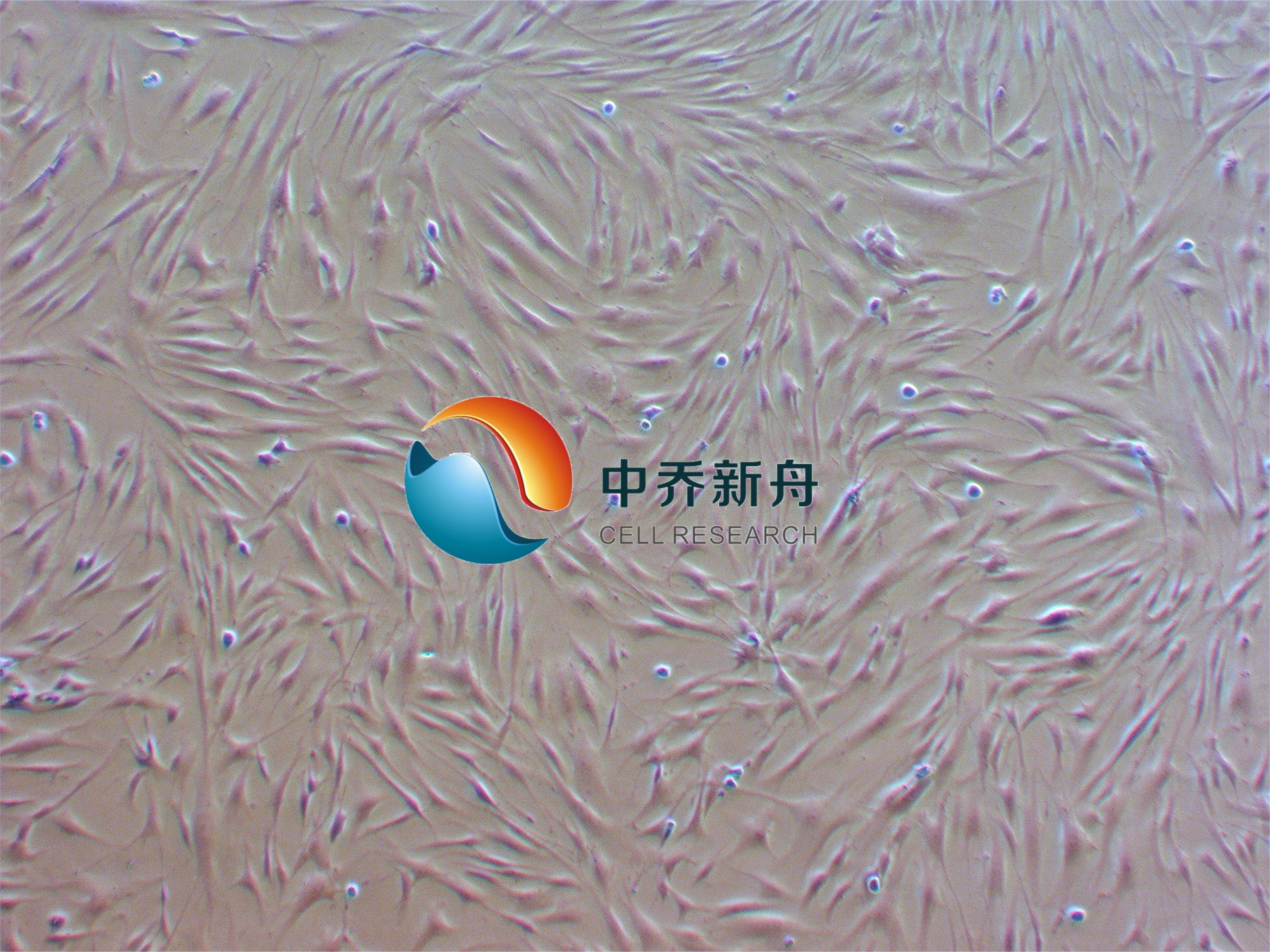 原代人睾丸支持细胞