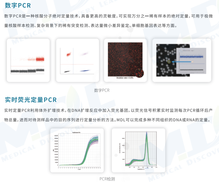 荧光定量pcr 检测  rtpcr qpcr  实验外包