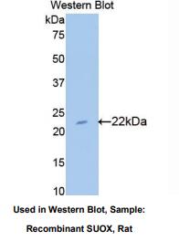 大鼠亚硫酸盐氧化酶(SUOX)多克隆抗体