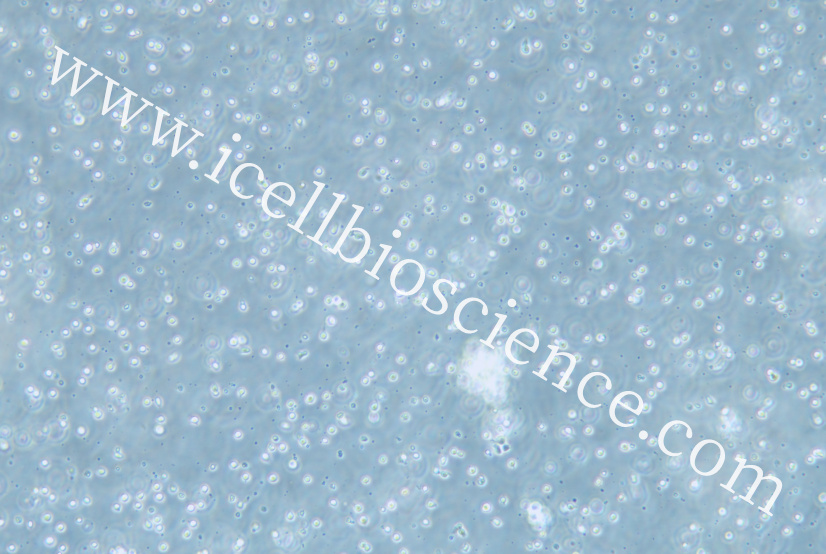 GM12878细胞/GM-12878细胞/GM-12878/GM12878/人 B 淋巴细胞