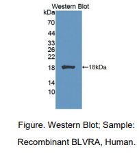 https://msimg.bioon.com/bionline/goods-no-pic.png