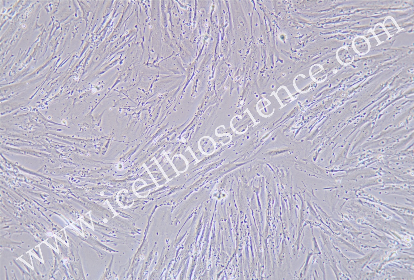 CCD-18Co细胞/CCD18Co细胞/CCD-18Co/CCD18Co/正常人结肠组织细胞 