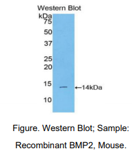 小鼠骨成型蛋白2(BMP2)多克隆抗体