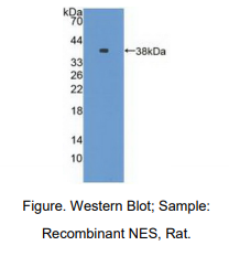 大鼠嵌套蛋白(NES)多克隆抗体