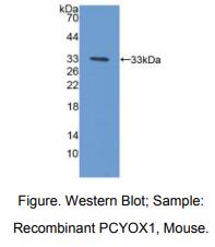 小鼠异戊烯半胱氨酸氧化酶1(PCYOX1)多克隆抗体