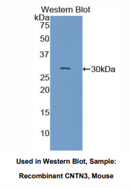 小鼠接触蛋白3(CNTN3)多克隆抗体