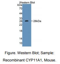 https://msimg.bioon.com/bionline/goods-no-pic.png