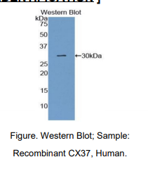 人间隙连接蛋白37(CX37)多克隆抗体