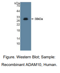 人解整合素金属蛋白酶10(ADAM10)多克隆抗体