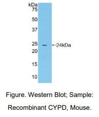 小鼠亲环素D(CYP-40)多克隆抗体