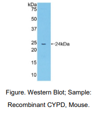 https://msimg.bioon.com/bionline/goods-no-pic.png