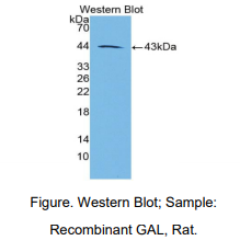 大鼠甘丙肽(GAL)多克隆抗体
