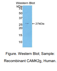 https://msimg.bioon.com/bionline/goods-no-pic.png