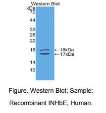 人抑制素βE(INHbE)多克隆抗体