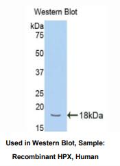 人血红素结合蛋白(HPX)多克隆抗体