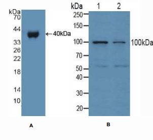 https://msimg.bioon.com/bionline/goods-no-pic.png