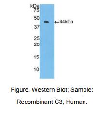 人补体成分3(C3)多克隆抗体