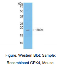 小鼠谷胱甘肽过氧化酶4(GPX4)多克隆抗体