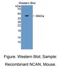 小鼠神经蛋白聚糖(NCAN)多克隆抗体