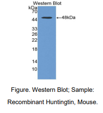 小鼠亨廷顿蛋白(HTT)多克隆抗体
