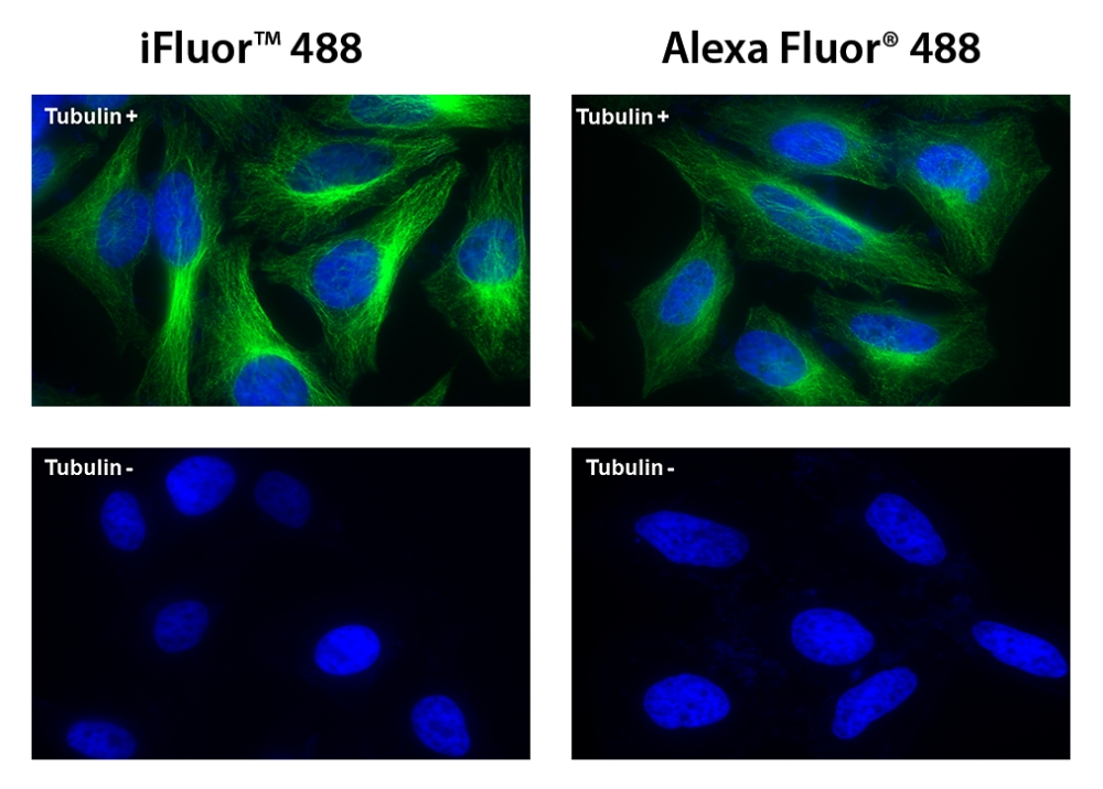 iFluor™488羊抗鼠免疫球蛋白(H+L)*交叉亲和 降低干扰*