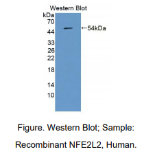 人红细胞衍生核因子2样蛋白2(NFE2L2)多克隆抗体