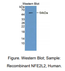 https://msimg.bioon.com/bionline/goods-no-pic.png