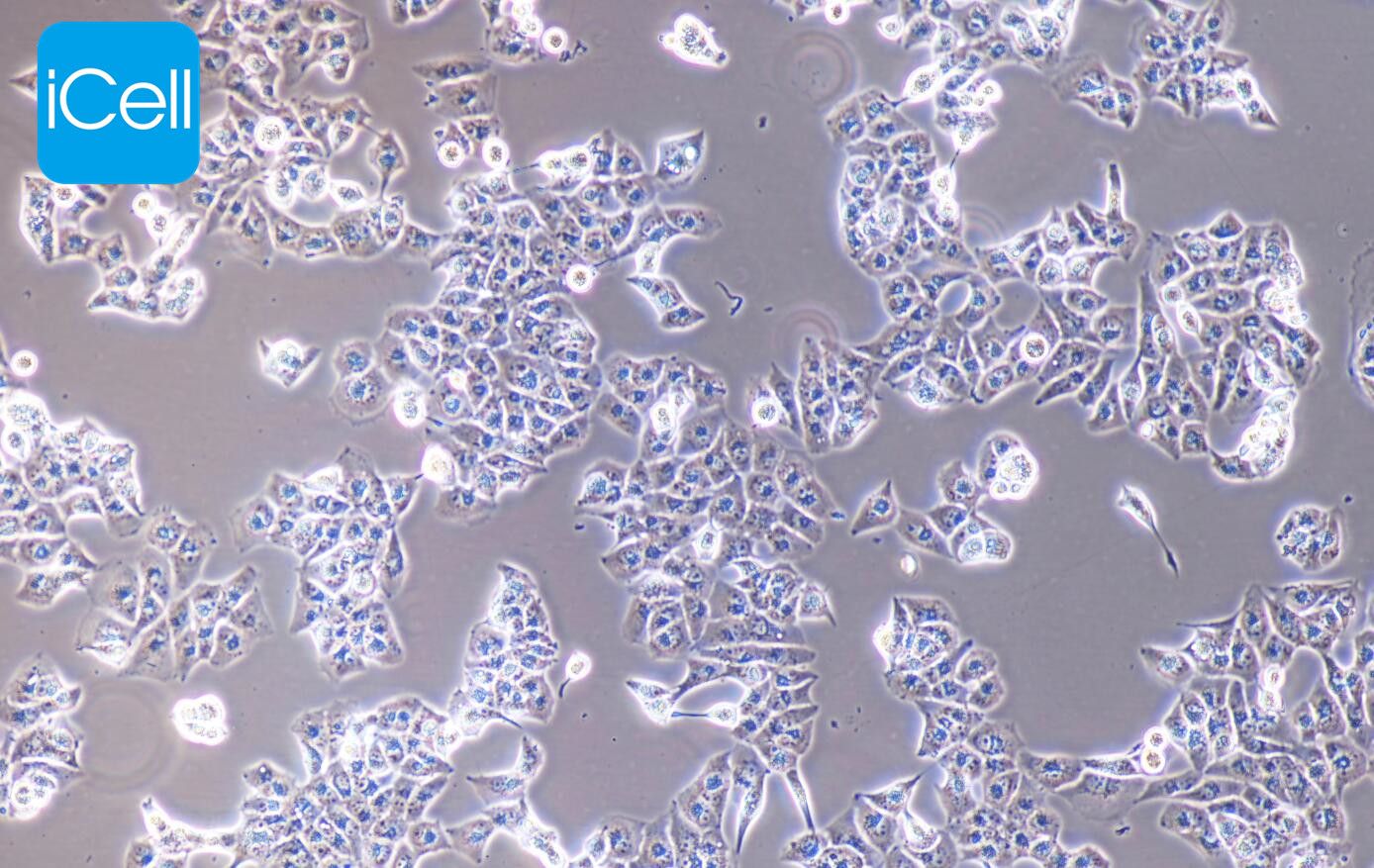 MHCC-97L细胞/MHCC97L细胞/MHCC-97L/MHCC97L/人低转移性肝癌细胞