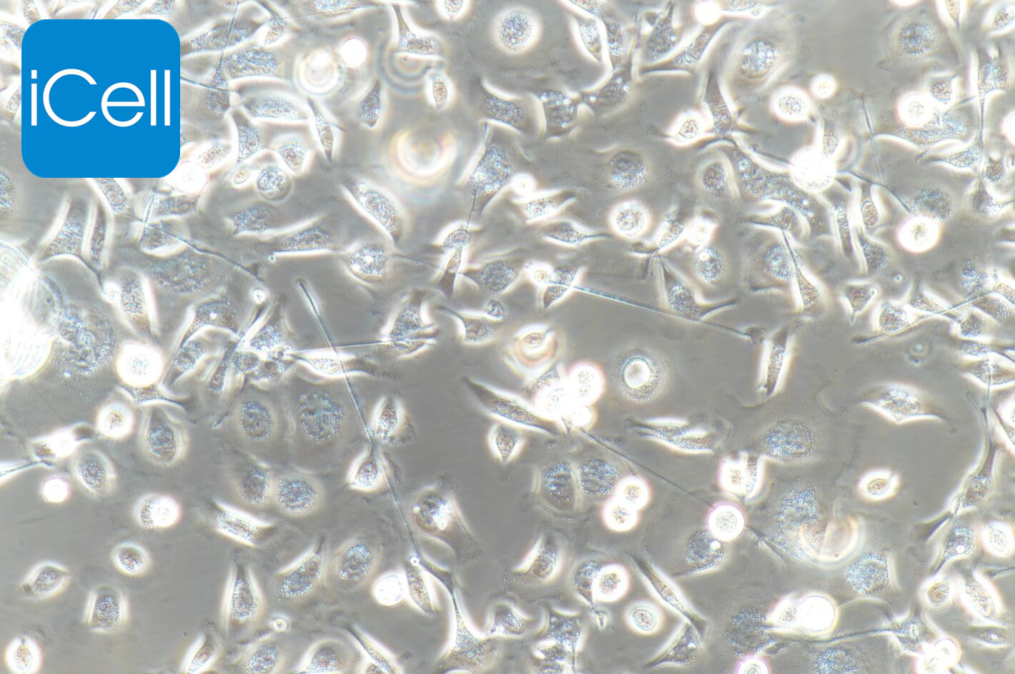 TE-1细胞/TE1细胞/TE-1/TE1/人食管癌细胞