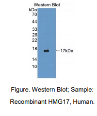人高迁移率族核小体结合的结构域2(HMGN2)多克隆抗体